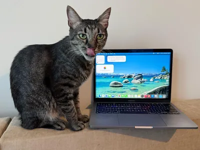 Pisică lângă un MacBook deschis — articol despre ecrane sparte de pisici, service BrontoByte București