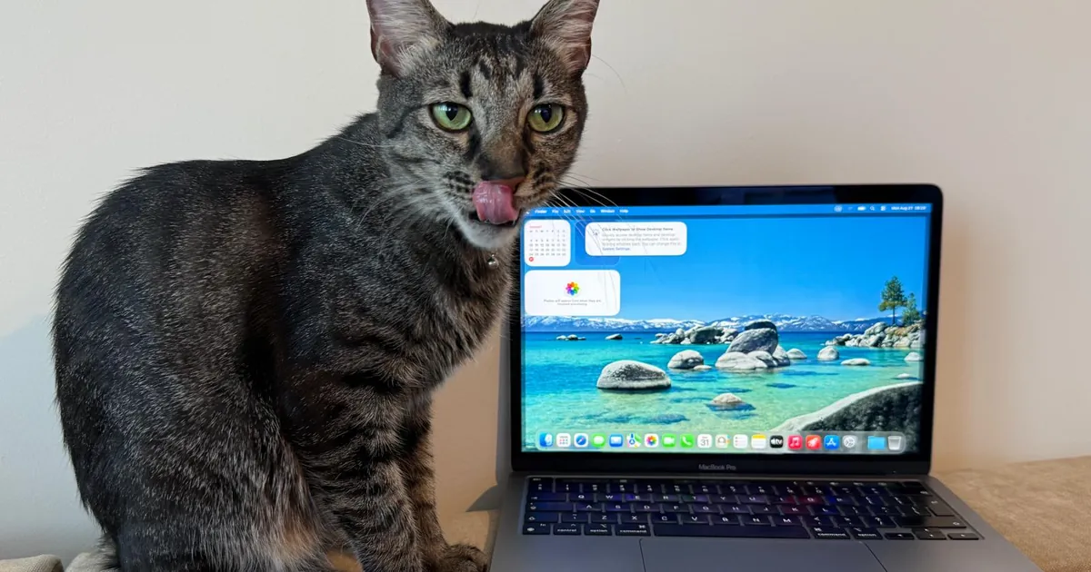 Pisică lângă un MacBook Pro deschis, cu botul la nivelul marginii ecranului